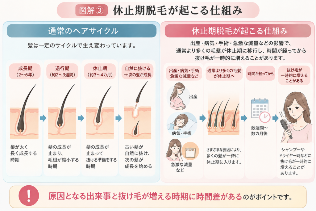 休止期脱毛 仕組み 毛周期 女性 抜け毛 ヘアサイクル