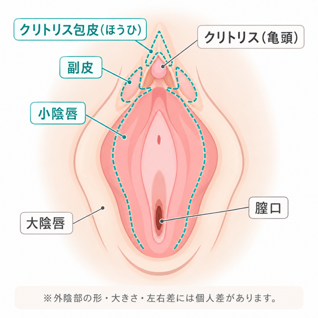 小陰唇 副皮 陰核包皮 場所 違い 女性器形成